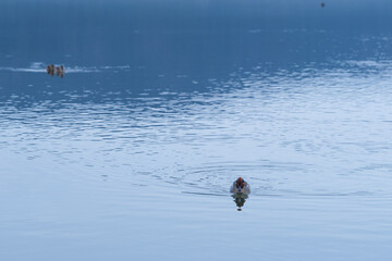 Waterfowl swimming in a cold lake in the middle of winter.