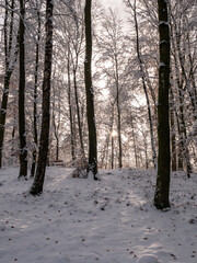 Winter Forest Landscape with Snow and Tree Trunks in Mostviertel in Lower Austria