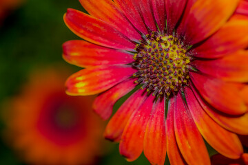 A deep orange Cape Marguerite daisy , side view