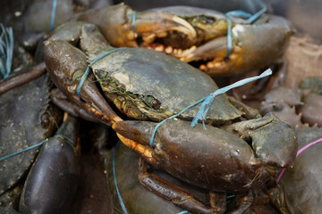Selective focus image of giant mud crabs (Scylla serrata) also known as black crab, mangrove crab, Serrated captivity tied up offered for seafood.