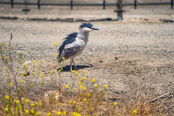 Black-crowned night heron (Nycticorax nycticorax) stands on the shore with ruffled feathers. 
