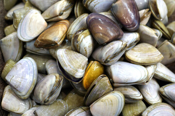 Live Clams or Pipis selling on market store