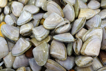 Live Clams or Pipis selling on market store