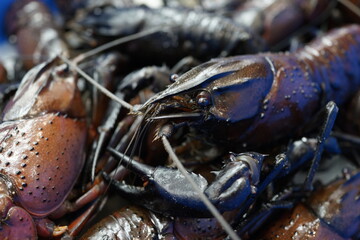 Freshwater Marron selling on seafood market stall. Marron are the largest freshwater crayfish in...