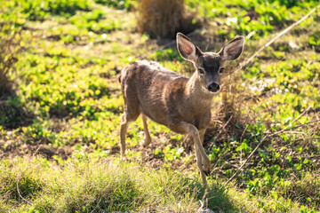 California Mule Deer (Odocoileus hemionus californicus) walking in the field. Beautiful deer in its natural habitat.