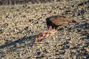 Turkey vulture (Cathartes aura) eating a dead opossum. Wildlife photography. 