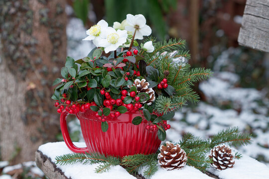 Scheinbeere (Gaultheria procumbens), Christrose (Helleborus niger) und Tannenzweige im Porzellan-Topf im Wintergarten