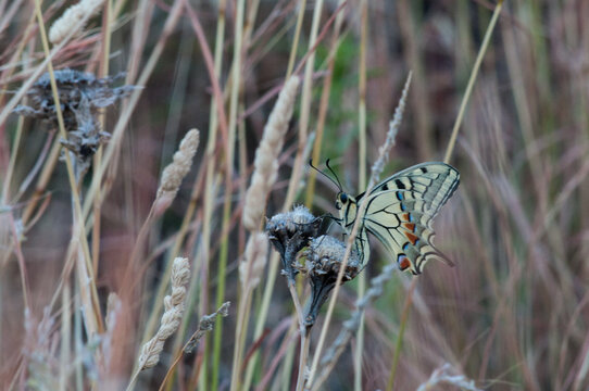 Closeup di farfalla Macaone di profilo tra l'erba