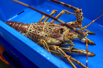 Large size Lobster on a blue tray selling in a seafood market stall, Australia.