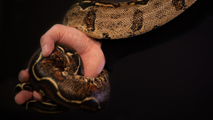 A lovely snake in full size. Imperial already. Man's strong hand