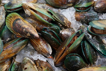 Green New Zealand fresh Mussel at market stall.