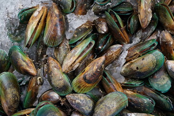 Green New Zealand fresh Mussel at market stall.