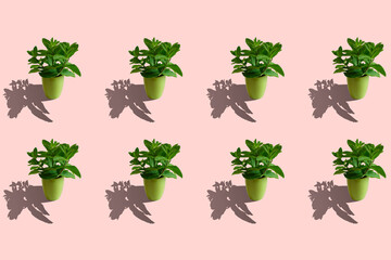 Pots with mint. Growing spices at home. Seamless repeating pattern.