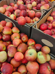 fresh red and yellow apples in cardboard boxes in the supermarket