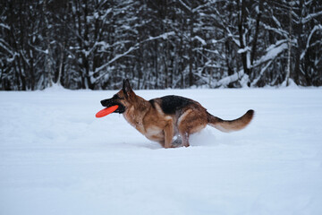 Sports with dog outside. Flying saucer toy. Agile and energetic. Black red German Shepherd runs quickly through snow against background of winter forest and holds orange disk in teeth.