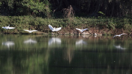 Egrets landing on the lake bank