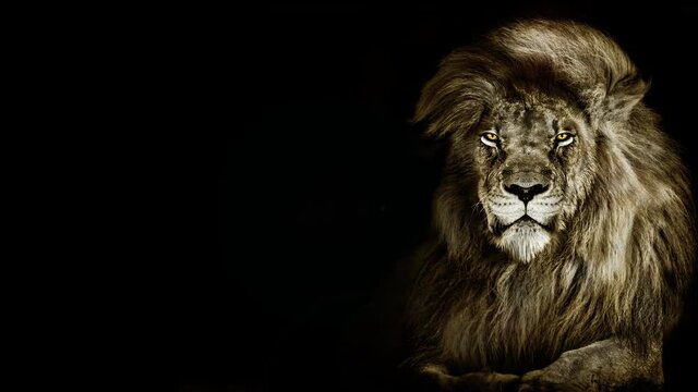 Lion king isolated on black , Portrait Wildlife animal , Close the eyes