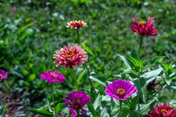 colorful flowers in the flower bed in the garden
