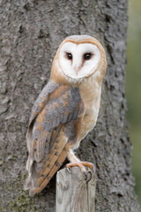 Face to face with the most silent raptor in the world, the Barn owl (Tyto alba)