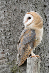 A perfect predator, the Barn owl (Tyto alba)
