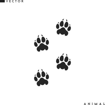 Lion paw print. Wild animal