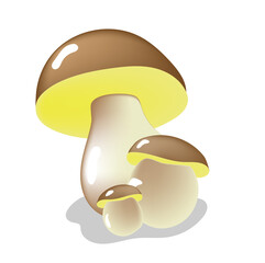 Three fresh porcini mushrooms on thick legs on a white background