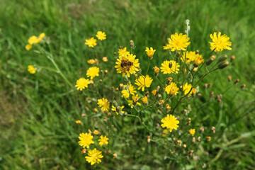 bright yellow flowers on a meadow being pollinated by bees
