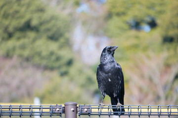 日本、冬、公園の柵で休むカラス
