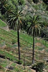 Fototapeta premium Two tropical Canarian palm trees in the mountains on the island of La Gomera