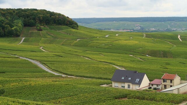 Vignoble en Champagne, paysage de vigne avec des maisons d&rsquo;habitation au milieu des champs (France)