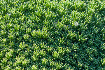Image of green grass. Image of green vegetation cover.