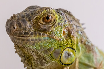 Iguana isolated on light background