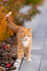ginger kitten in search of something tasty. ginger kitten walks down the street looking for something interesting. Autumn. bright foliage