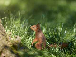 European squirrel on the ground in the garden