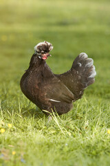 Black Poland chicken with white crest
