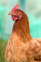 Headshot of brown female chicken