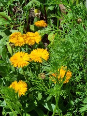 Calendula