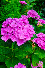 Pink buds of flowering hydrangeas in the park.