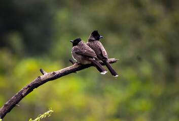 a Red-Vented bul bul 
This bird shot in tamillnadu,Salem yercuad 
Camera : Nikon D5600
lens : 70-300 