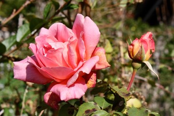 pink roses in garden