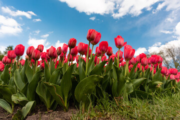 Naklejka premium Tulipany 