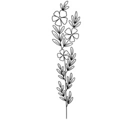 Flower vector, floral vector illustration, flower line art