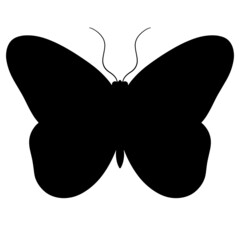 Butterfly vector, butterfly illustration, insects vector, moth vector