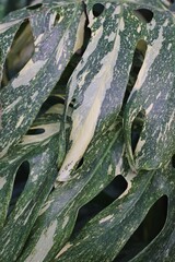 close up of a leaf