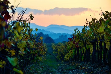 couchers de soleil sur le var les maures