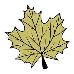 Fall leaf, autumn leaf, leaf illustration, maple leaf
