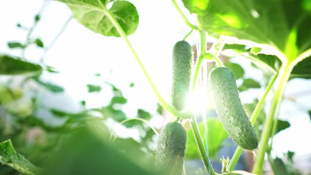Cucumbers ripening on hanging stalk in greenhouse, close-up. greenhouse with cucumbers in the rays of the setting sun. early harvest of vegetables. organic farming concept. hothouse. Agriculture. 