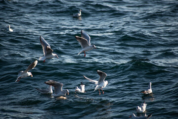 bird seagull sea water flying gull ocean nature istanbul city life