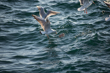 bird seagull sea water flying gull ocean nature istanbul city life
