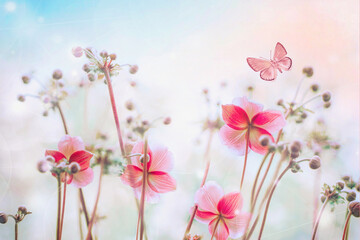 Gently pink flowers of anemones outdoors in summer spring and fluttering butterfly on light beige and blue  background with soft selective focus. Delicate dreamy image of beauty of nature.